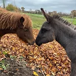 Wohnen In Der Ehemaligen Bauernstube