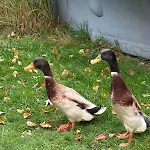 Wohnen In Der Ehemaligen Bauernstube * Treia