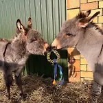 Wohnen In Der Ehemaligen Bauernstube *