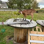 Wohnen In Der Ehemaligen Bauernstube *