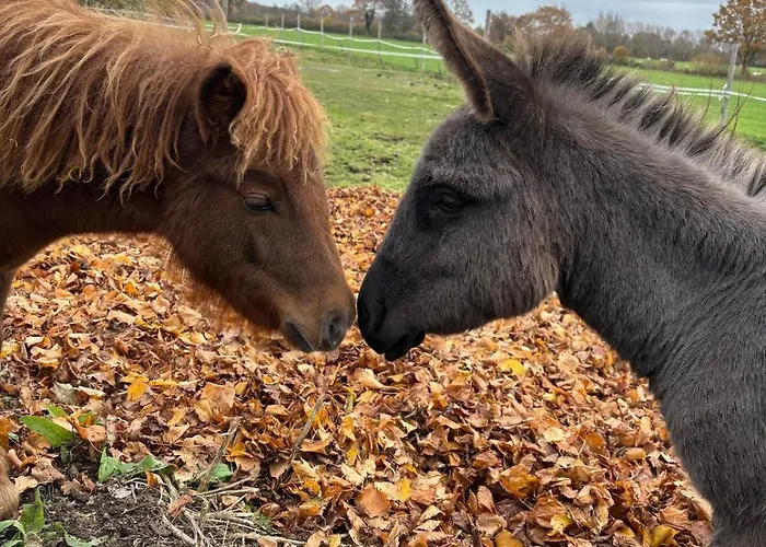 Wohnen In Der Ehemaligen Bauernstube