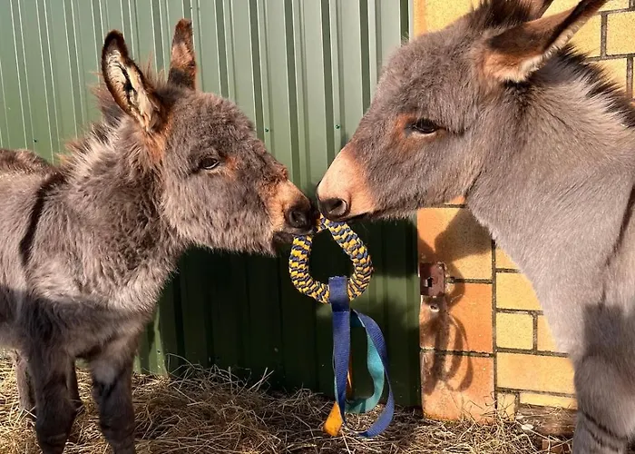 Wohnen In Der Ehemaligen Bauernstube *